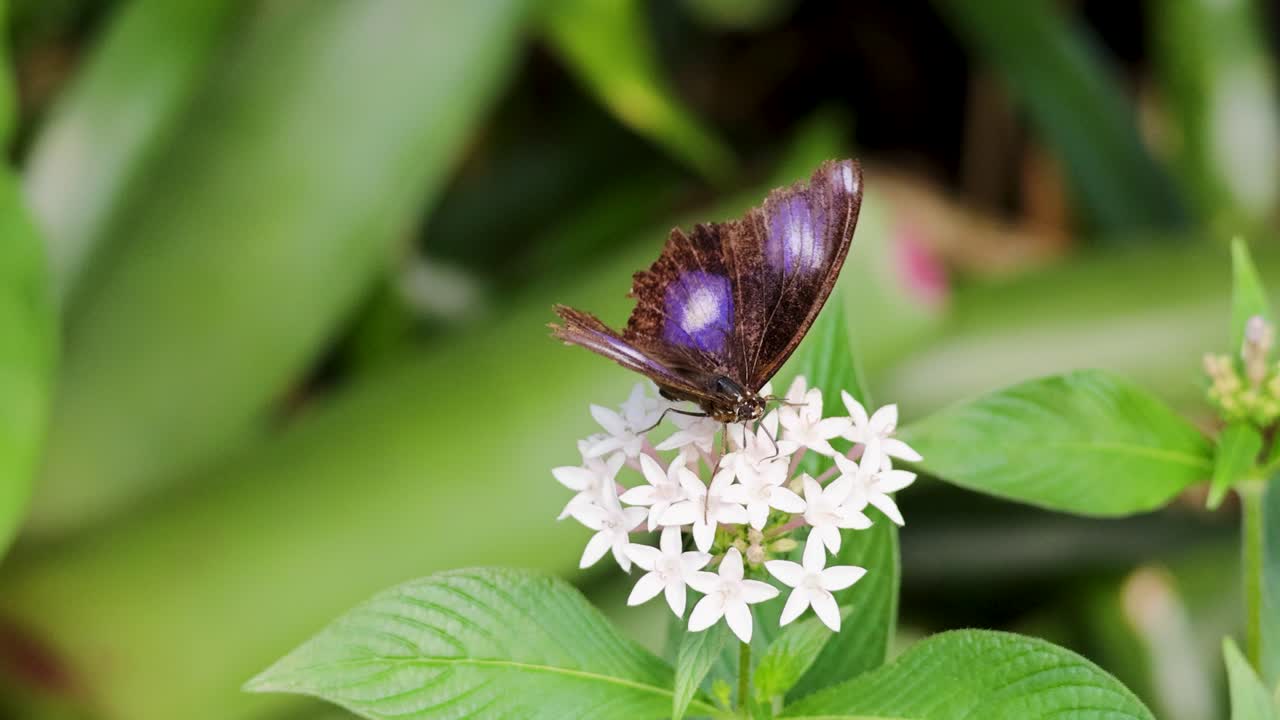 A butterfly flutters around white flowers in a lush rainforest setting, captured with natural lighting and vibrant colors