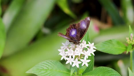 a butterfly flutters around white flowers in a lush rainforest setting, captured with natural lighting and vibrant colors