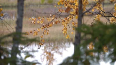 Primer-Plano-Del-Follaje-De-Otoño-En-Un-Bosque