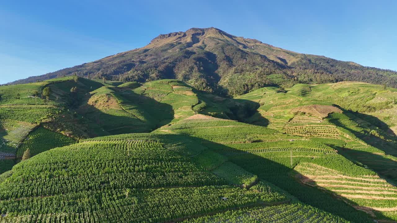 Aerial view of lush green terraced farmland on the slopes of a tropical mountain during a clear morning. Agricultural field on the rural landscape of Indonesia