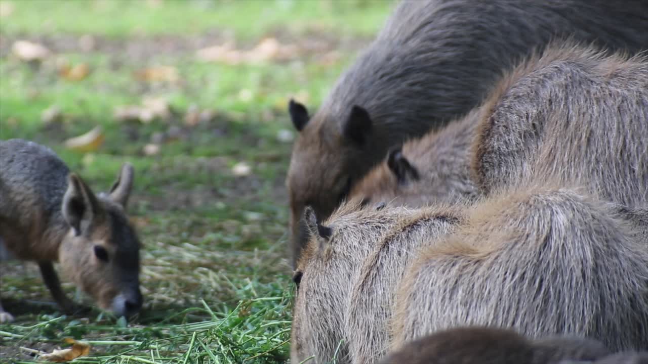 Famiglia di capibara che mangia, giornata calda e soleggiata, RED 4K.