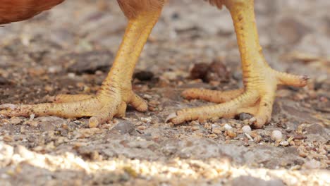 primer plano de una patas de pollo alimentándose en el suelo