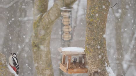 great spotted woodpecker in winter feeder