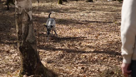 dog playing in the forest with a person