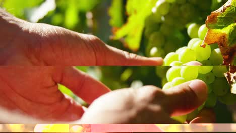 las manos del agricultor chequeando las uvas durante la temporada de cosecha
