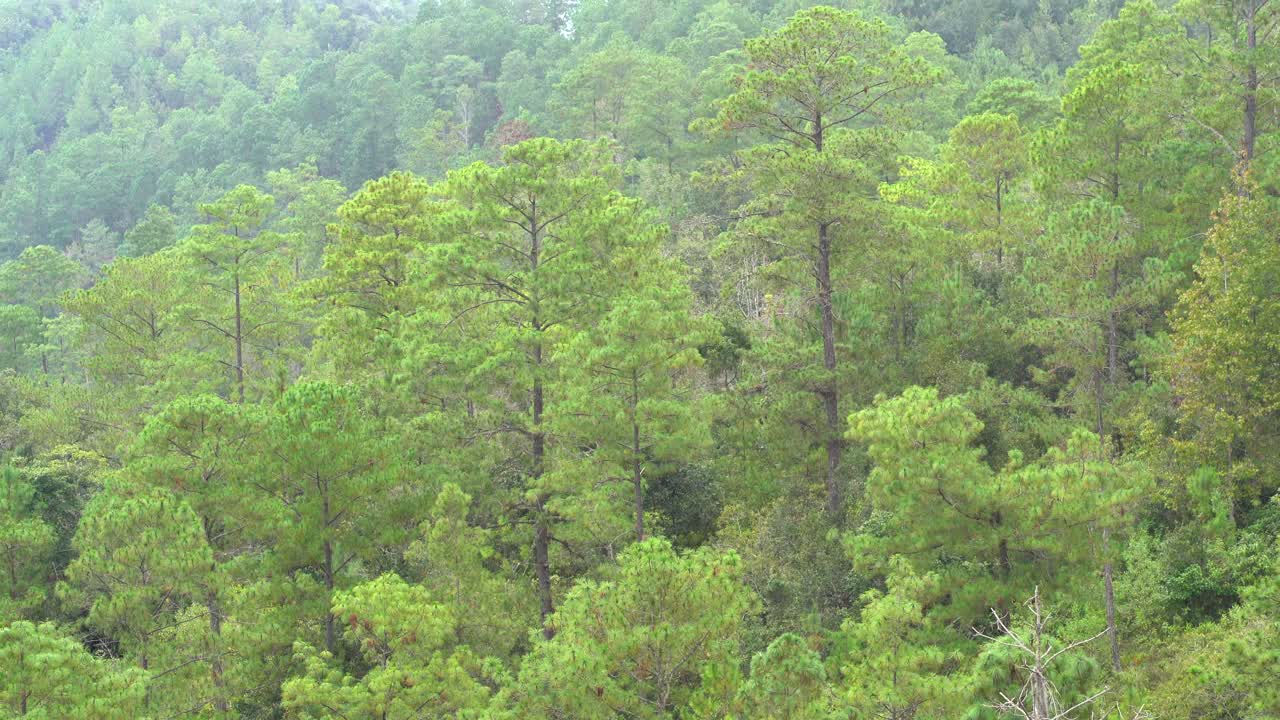tilt up shot of pine tree forest