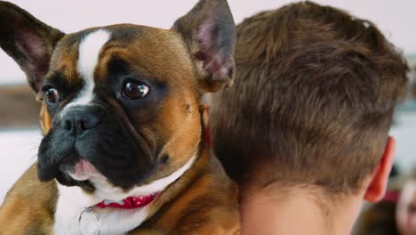 close up de mascota bulldog francés mirando por encima del hombro de los dueños