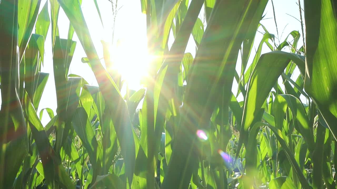 toma de abajo hacia arriba de plantas de maíz orgánico verde al atardecer
