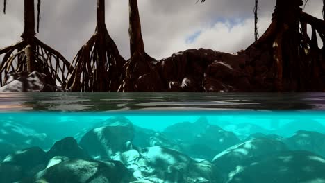 above and below the sea surface near mangrove trees