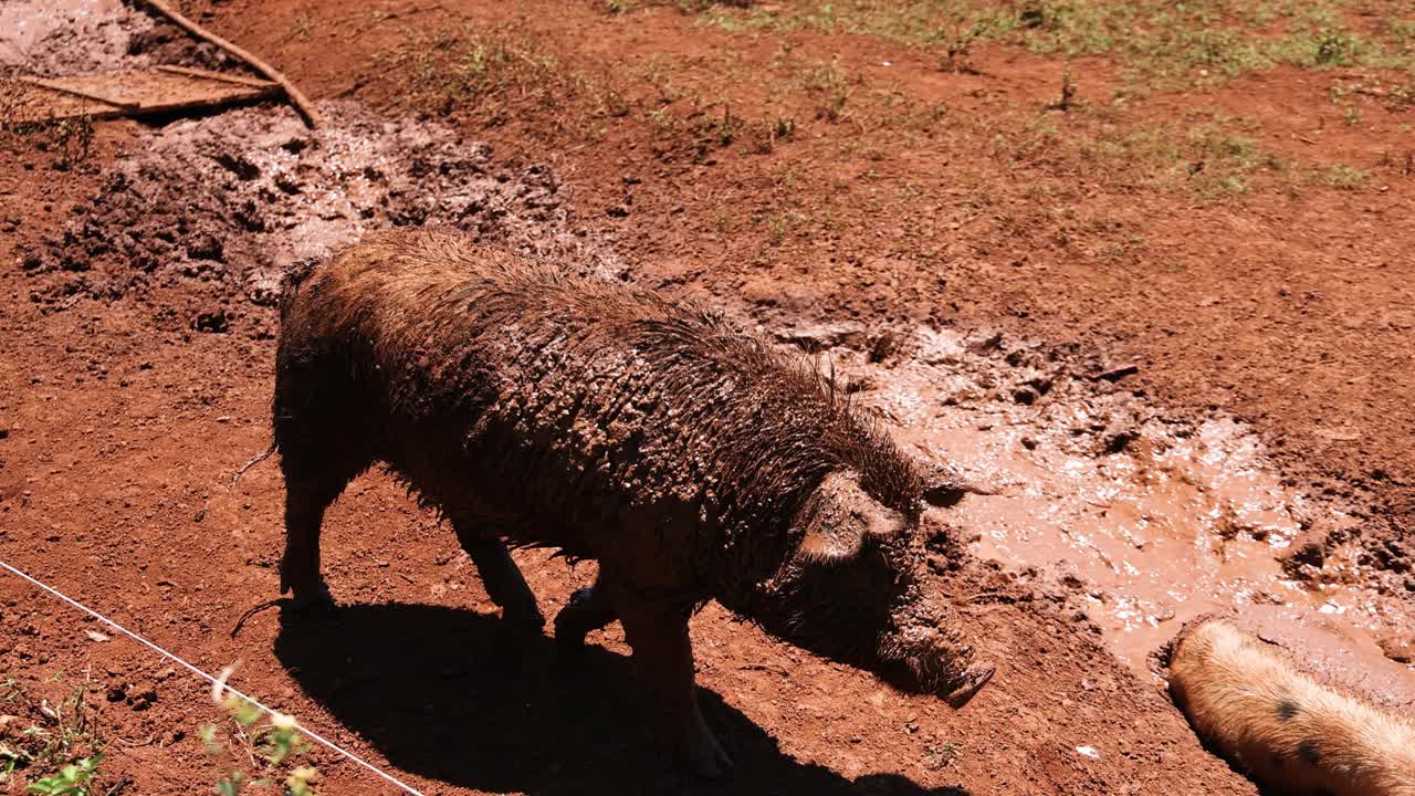 돼지는 냉각하기 위해 진에 굴러