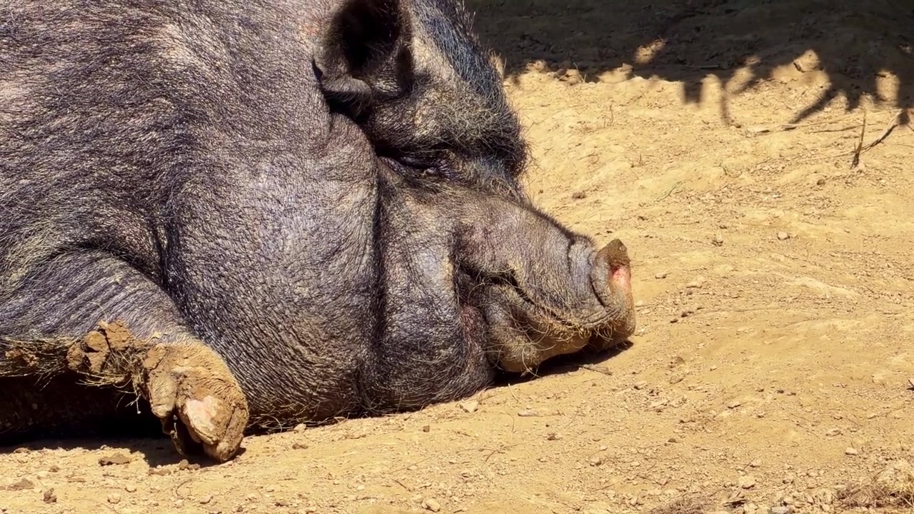 Maiale domestico nero (Sus scrofa domesticus, Suidae) che dorme su terreno asciutto in un ambiente agricolo, primo piano di bestiame in stile fauna selvatica che evidenzia il comportamento di riposo e la texture ruvida della pelle.