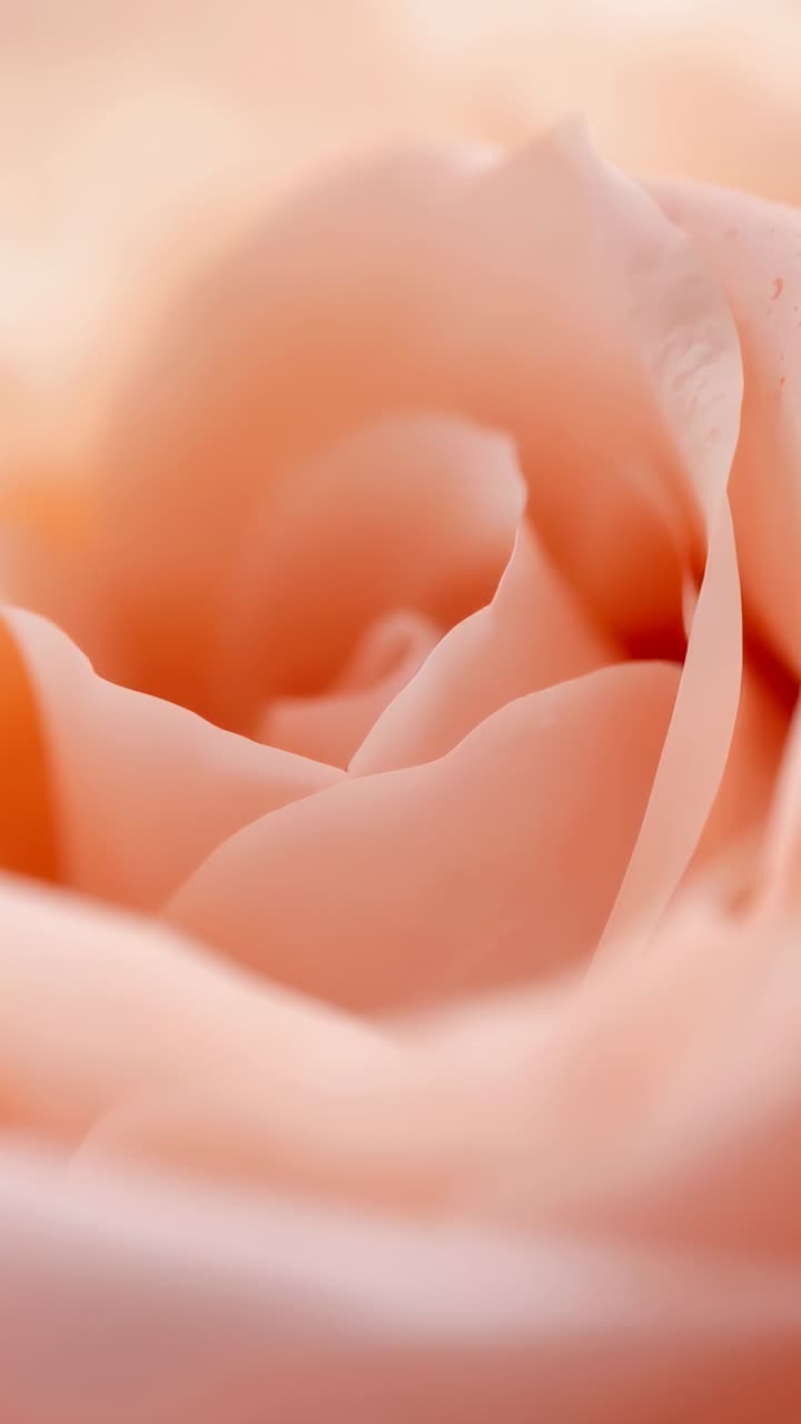 Video verticale: spostamento della camera, rosa color pesca in movimento al centro dello studio macro che rivela granelli e pieghe
