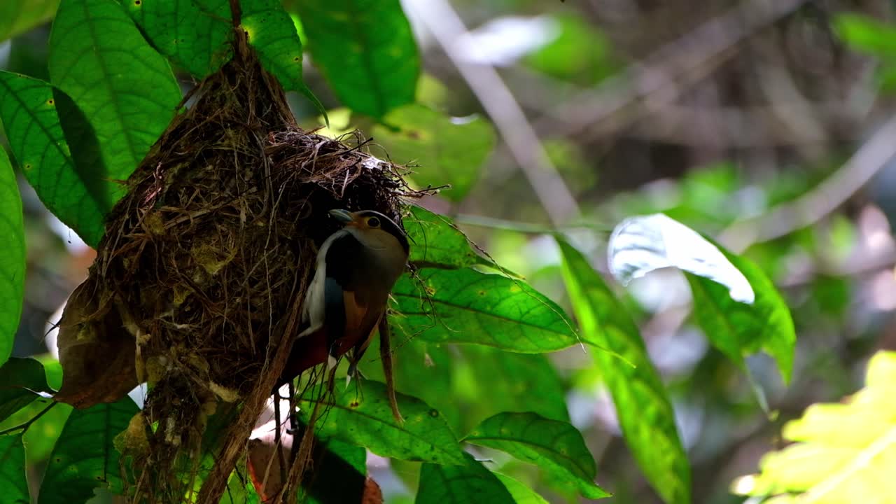 Seen hanging on its nest chirping and then jumps off to fly away, Silver-breasted Broadbill, Serilophus lunatus, Kaeng Krachan National Park, Thailand