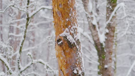 close up of snow falling on a pine tree trunk in forest