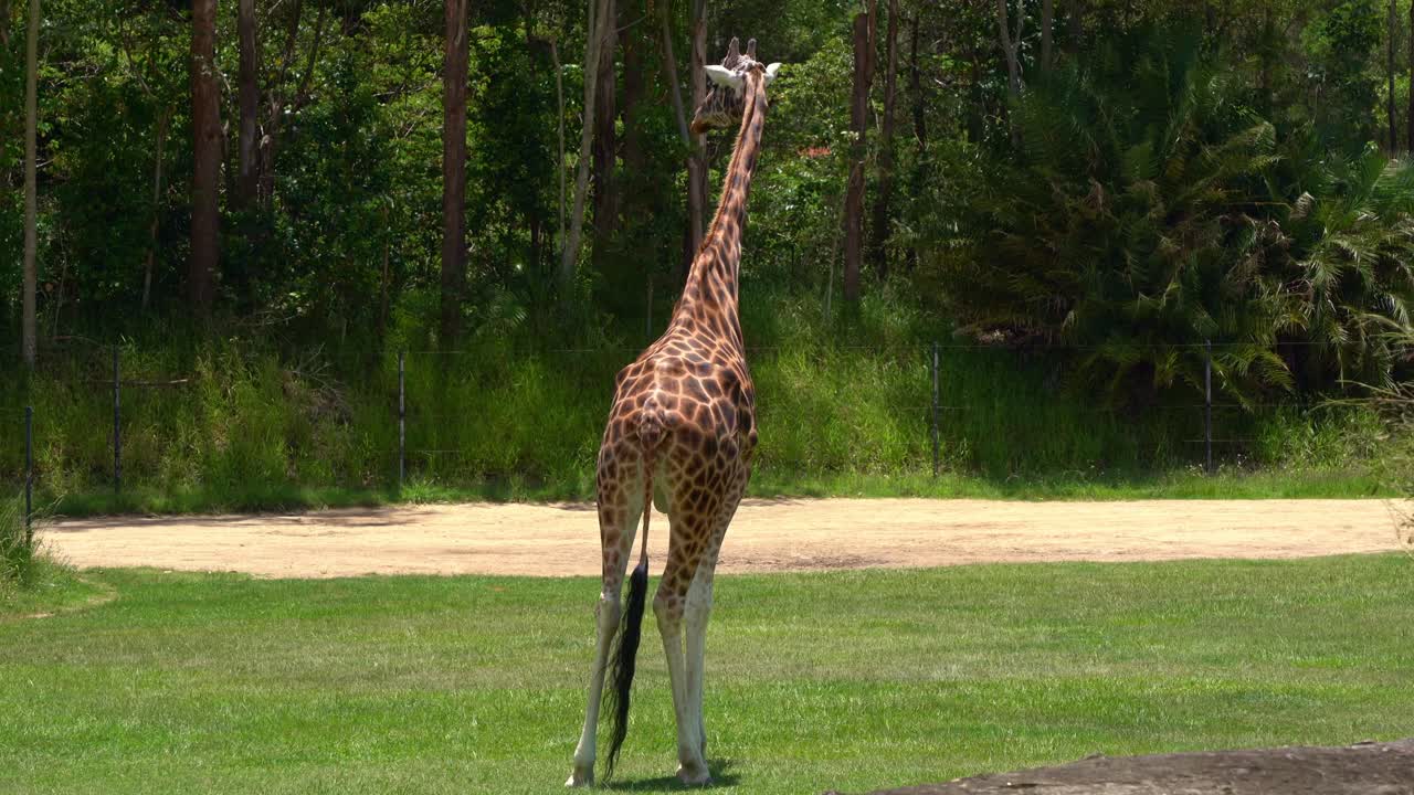 A giraffe standing in the middle of the filed, showcasing its distinctive spotted coat and long neck.