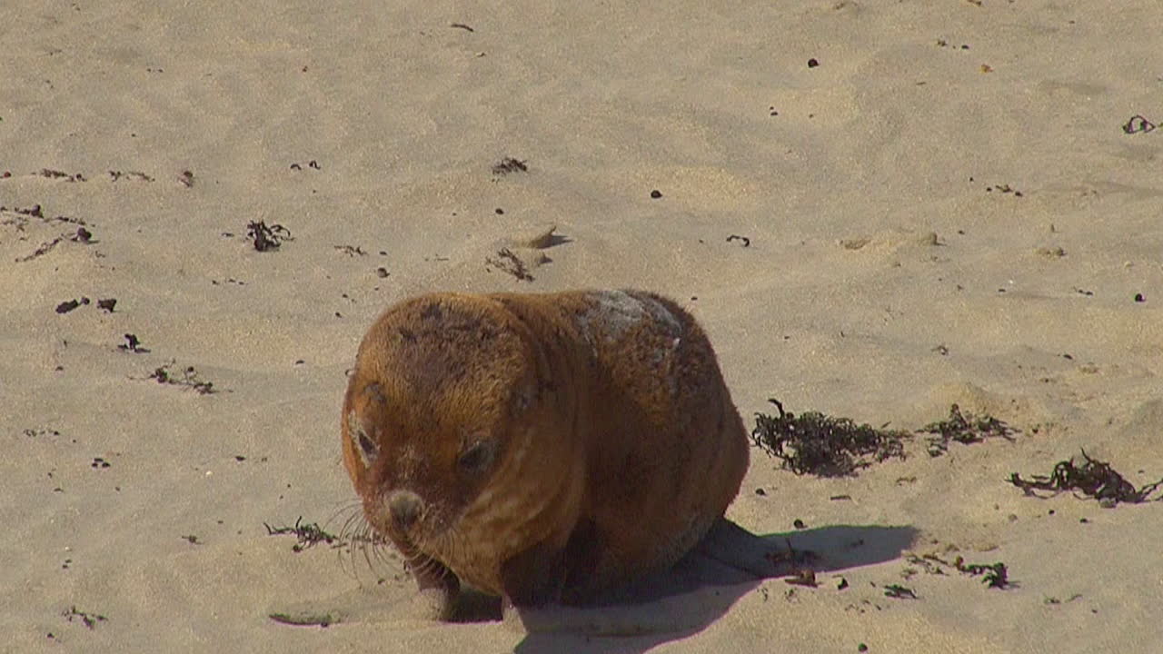 Baby Australian fur seals chase their mothers and try to nurse on a beach on Kangaroo Island Australia 4
