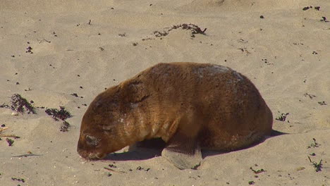 Los-Bebés-De-Lobos-Marinos-Australianos-Persiguen-A-Sus-Madres-E-Intentan-Amamantar-En-Una-Playa-En-La-Isla-Canguro,-Australia-4