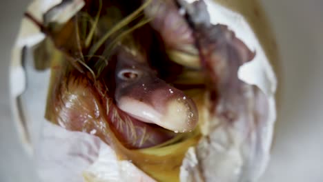 macro duck hatchling beak still in egg, muscovy duckling hatching