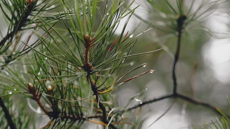 coniferous tree with small rain drops in summer forest