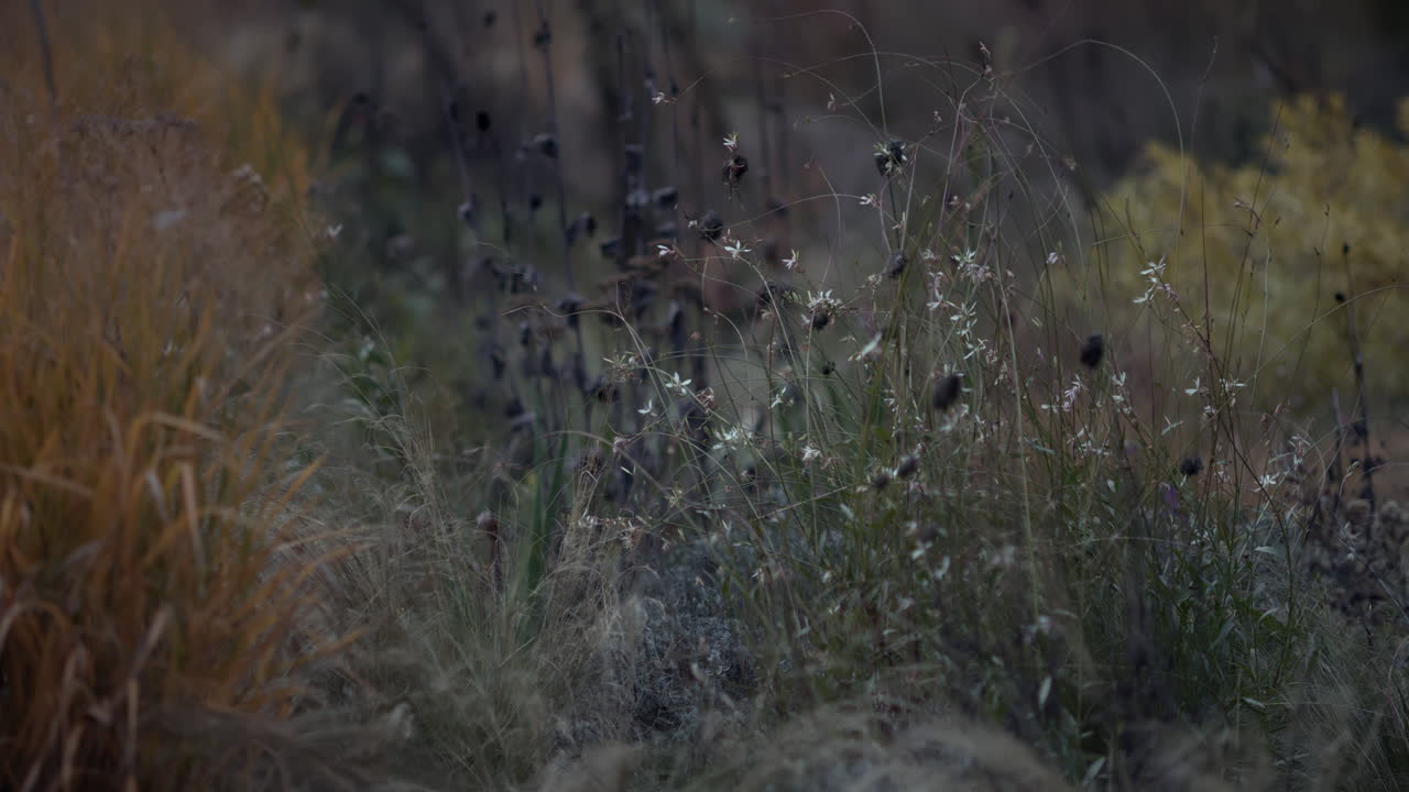 Close-up of Delicate Wildflowers and Grasses