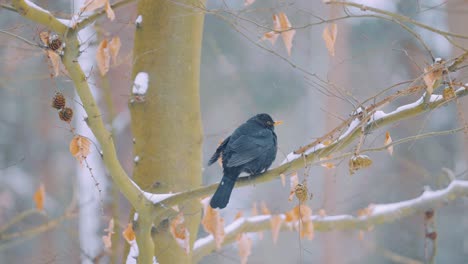 common blackbird male sitting on tree branch in winter, slow motion close up