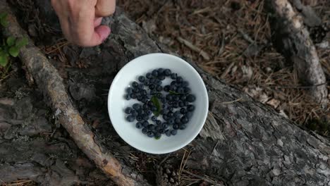 bowl of blueberries in forest, hand putting wild berries into bowl, top view