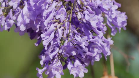 slow motion floral close up shot of trumpet shape blue jacaranda mimosifolia flowers swaying in the summer breeze with shallow depth of field, green foliage background