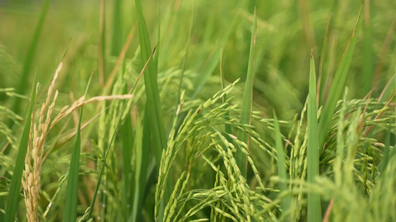Quando il riso matura, l'intero campo agricolo diventa giallo. Per questo il riso è chiamato la 'coltura dorata'