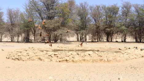 flock of namaqua sand grouse land for quick drink at watering hole