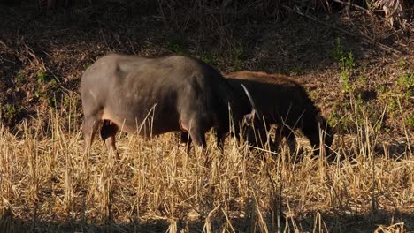 Before-exiting-to-the-right-side-of-the-frame,-female-buffalo-and-its-calf-were-grazing-in-the-field,-Water-Buffalo,-Bubalus-bubalis,-Thailand