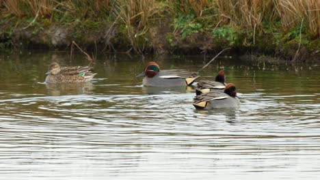 Un-Grupo-De-Cerceta-Común-Con-Los-Machos-Realizando-Su-Exhibición-De-Cortejo-Al-Borde-Del-Agua,-Centro-De-Humedales-Caerlaverock-Suroeste-De-Escocia