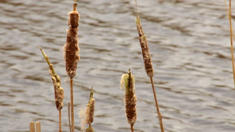 Plano-Medio-De-Toros-En-Una-Reserva-Natural-De-Humedales-En-El-Río-Ant-En-Norfolk-Broads