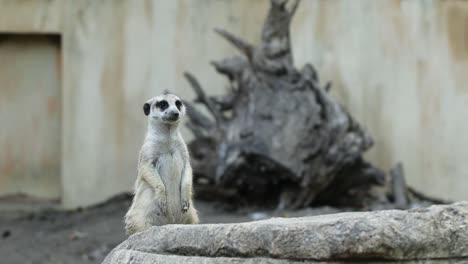 meerkat standing alert on stone in natural habitat with rocky background
