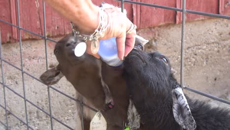 goats drinking milk at a petting zoo