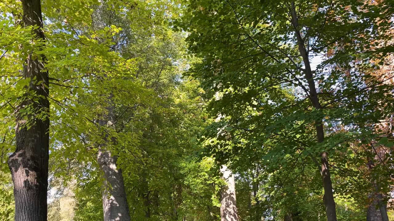 We see a long dirt road with trimmed hedges in the Príncipe gardens, we appreciate the majesty and variety of the trees on both sides, they are very leafy and light passes through their leaves