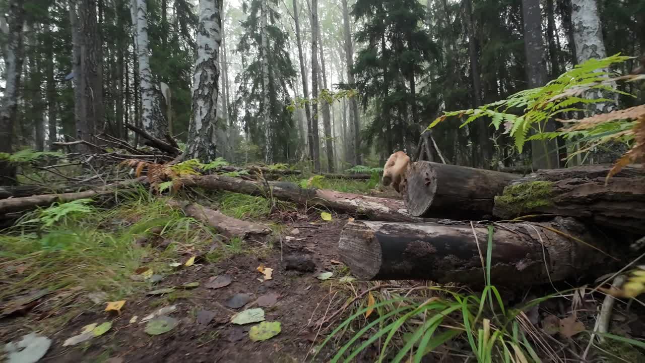 Dog running and jumping in a forrest