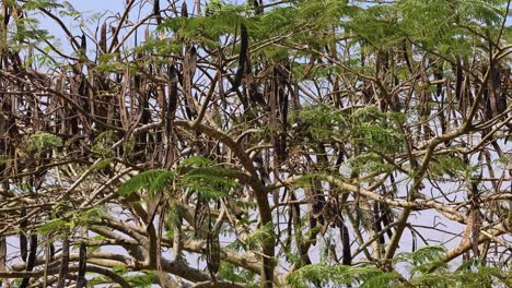 unchanging scene of dense acacia thicket