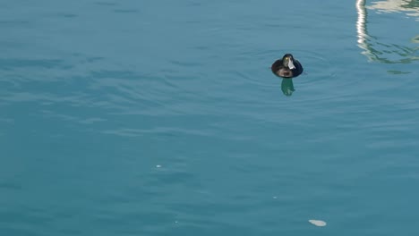 a black teal scaup dives underwater in cold aqua lake in new zealand