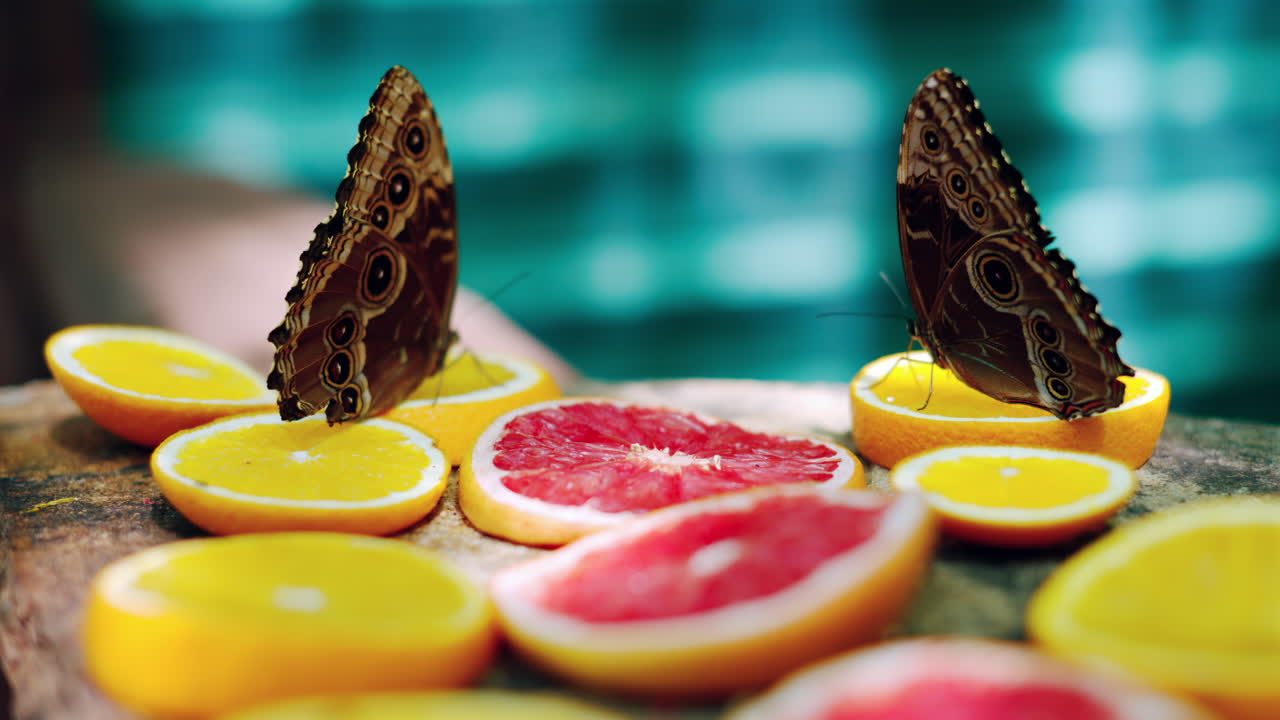 Multiple butterflies eating nectar from slices of oranges and grapefruits