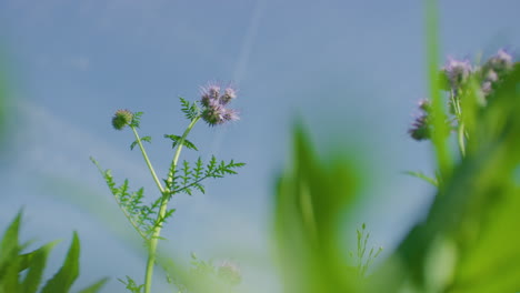 Tansy-phacelia-flower-on-sunny-day,-close-up,-focus-pull