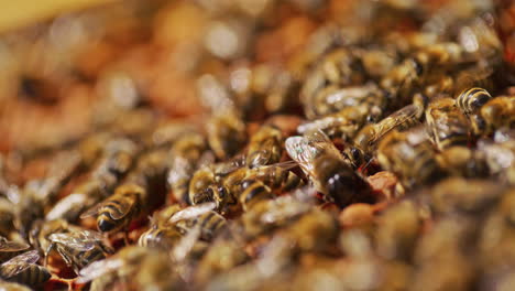 abejas trabajando en un panal