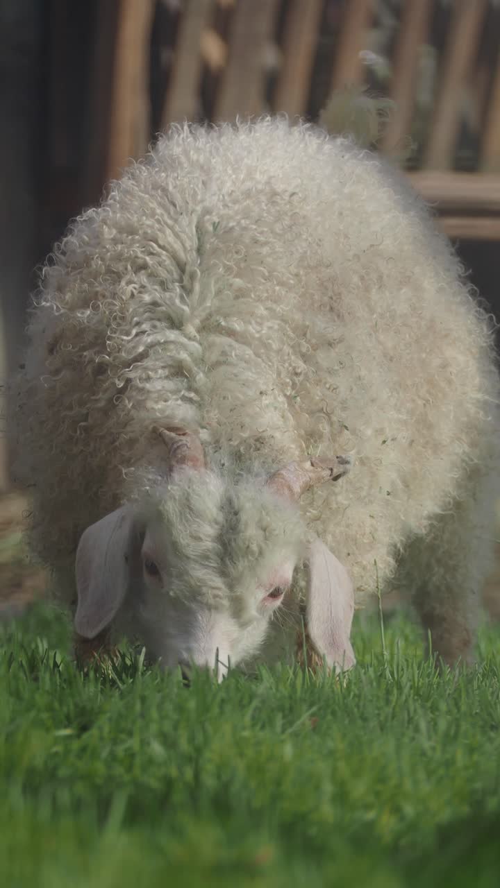 Tampilan Jarak Dekat Kambing Angora Putih Sedang Makan Rumput Hijau