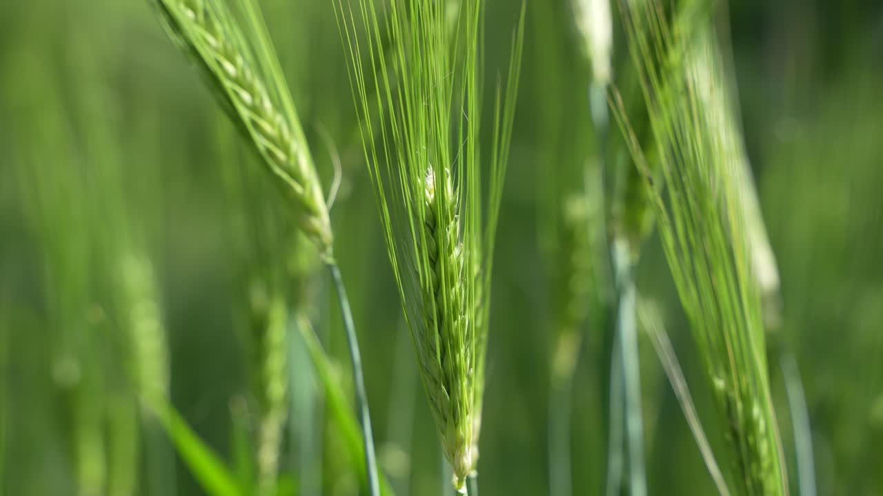 Wheat cultivated in the hilly areas.