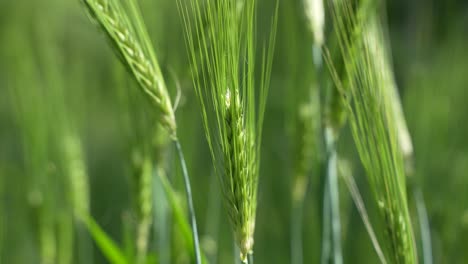 wheat cultivated in the hilly areas.