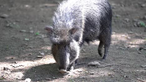 slow-motion handheld footage captures a wild boar moving forward slowly, sniffing the ground intently