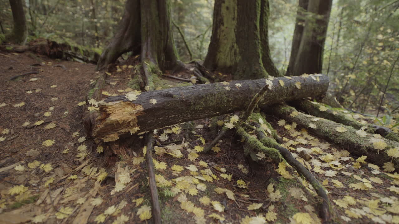 Wooden log and ground in forest covered by yellow autumn leaves