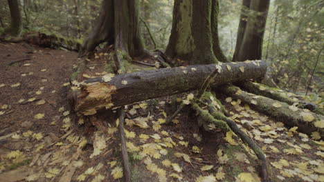 Tronco-De-Madera-Y-Tierra-En-El-Bosque-Cubierto-De-Hojas-Amarillas-De-Otoño