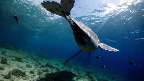 humpback whale underwater