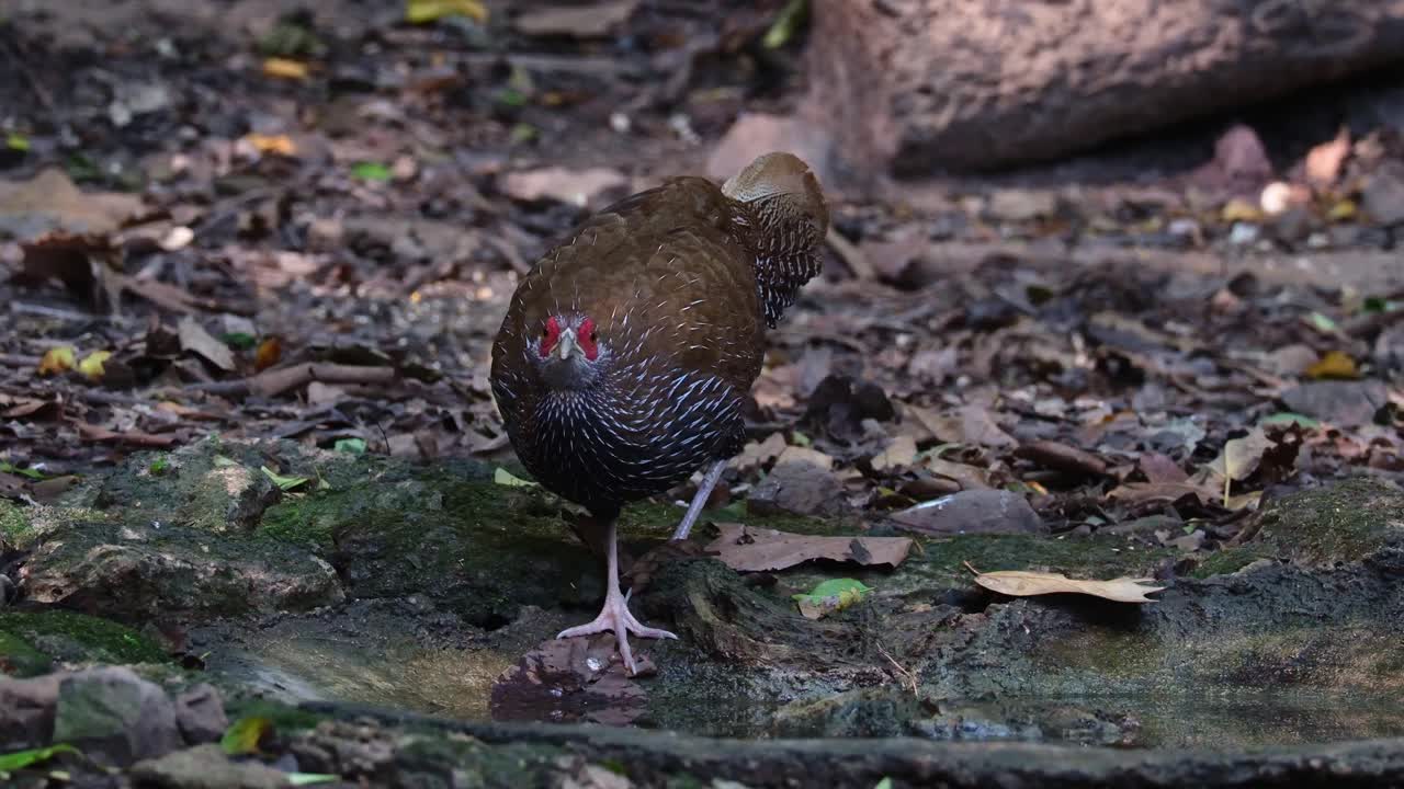 visto bebiendo agua mientras la cámara hace zoom en lo profundo del bosque, kalij faisán lophura leucomelanos, hembra, tailandia