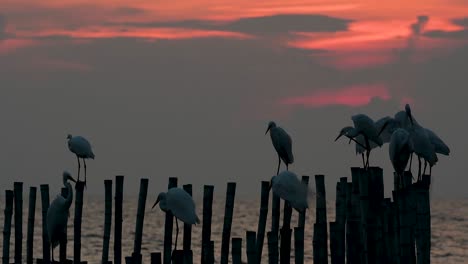 The-Great-Egret,-also-known-as-the-Common-Egret-or-the-Large-Egret